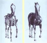 frontal-view-of-the-skeleton-of-a-horse-study-no-10-from-the-anatomy-of-the-horse-1766.jpg!Blog